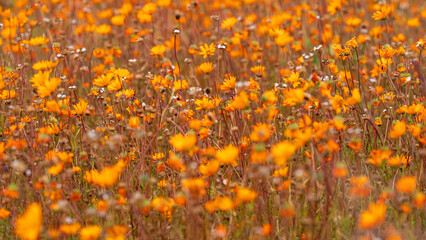 Flower season at Namaqua National Park, Northern Cape, South Africa