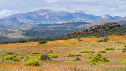 Flower season at Namaqua National Park, Northern Cape, South africa