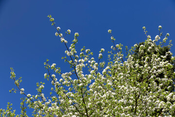 a branch of a flowering pear with green foliage