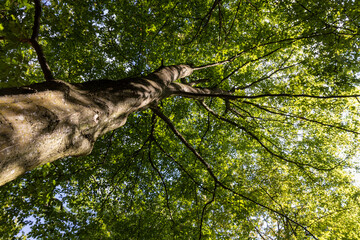 hornbeam trees in the autumn season in sunny weather