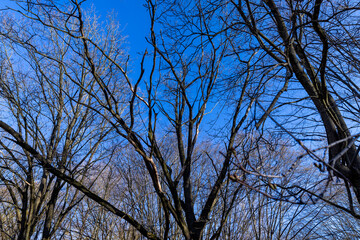 deciduous trees in the park in the spring season