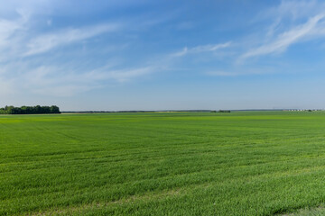 Fototapeta premium agricultural field with green cereals in summer