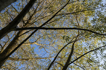 willow tree in the autumn season with foliage changing color