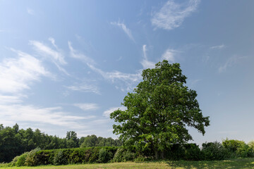 Fototapeta premium a lonely maple growing on a hill in summer