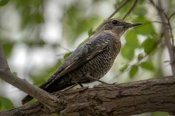 Blue rock thrush - Female, Monticola solitarius perched on a tree with green leaves background, from Bahrain.