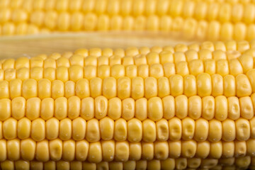 a ripe corn cob covered with water drops