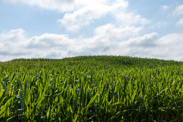 Fototapeta na wymiar a field with green tall corn and corn cobs