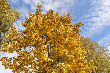 yellowing foliage on maples in autumn weather