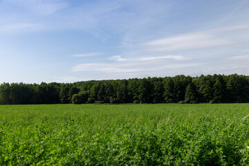 a field where animal feed is grown on the farm