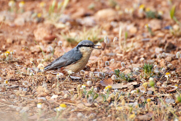Trepador azul Sitta europaea