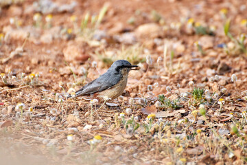 Trepador azul Sitta europaea