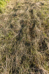 dry mown grass and green grass growing in summer