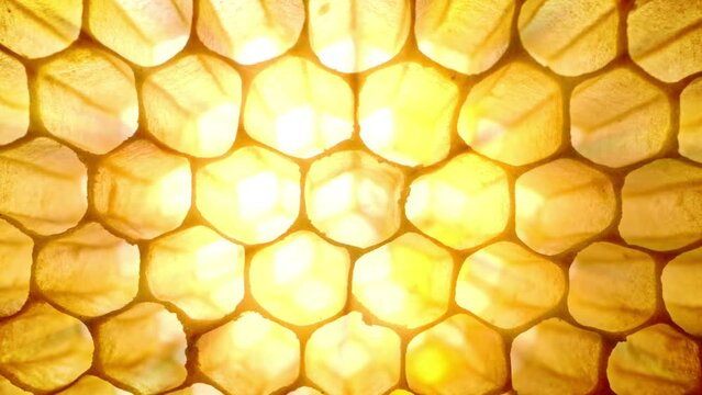 Honeycombs extreme macro footage inside bees hive. Yellow wax cells. combs