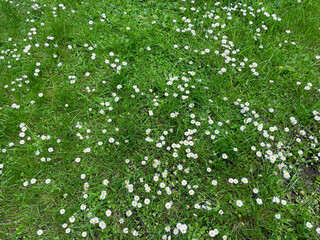Gänseblümchen auf einer grünen Wiese im Frühjahr