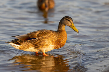 wild birds ducks while feeding at sunset