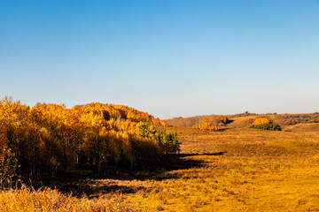 Fall colours border farmers fields. Rockyview County, Alberta, Canada