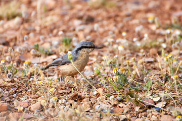 Trepador azul Sitta europaea