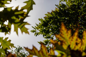 Yellowing oak foliage in the autumn season