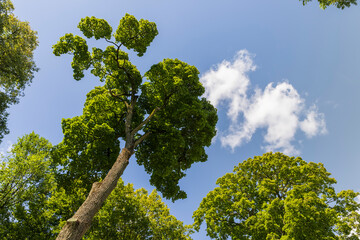 a large number of different deciduous trees in the summer
