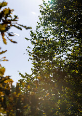 Oak tree in autumn leaf fall in sunny weather
