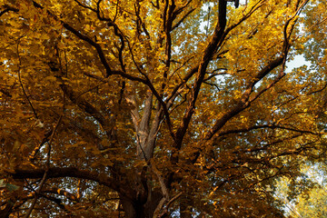 changing the color of the foliage of plants in the autumn season