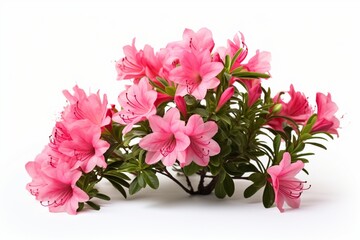 Azalea on a white background with space for naming and branding.