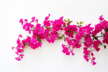 Bougainvillea on a white background with space for naming and branding.