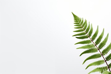 Bracken Fern on a white background with space for naming and branding.