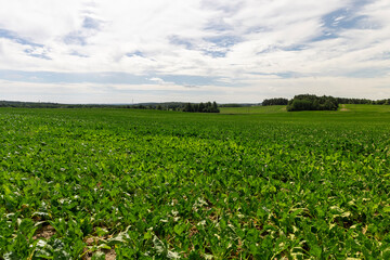 a field with green beet in the summer season