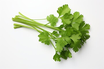 Cilantro on a white background with space for naming and branding.