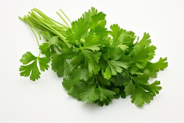 Cilantro on a white background with space for naming and branding.