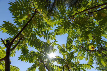 sumac tree with green foliage in windy weather