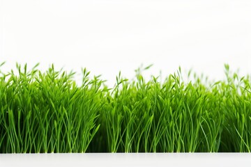 Kentucky Bluegrass on a white background with space for naming and branding.