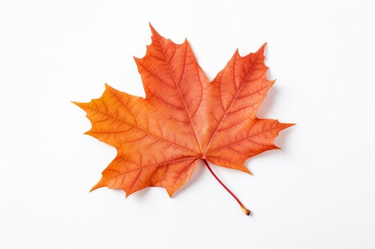 Maple leaf on a white background with space for naming and branding.
