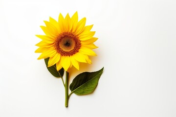 Sunflower on a white background with space for naming and branding.
