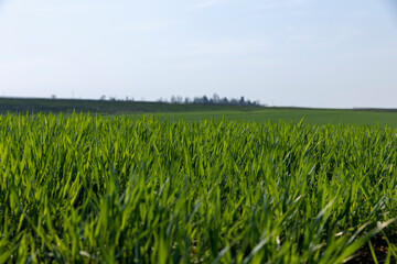 a new wheat crop in the spring season, new sprouts