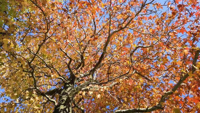 風に揺れる秋のモミジバフウ