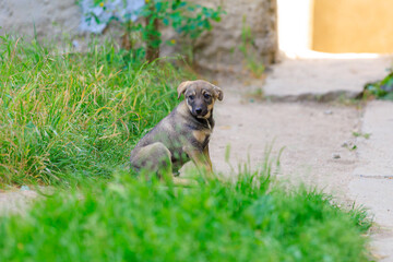 Homeless dog. Background with selective focus and copy space
