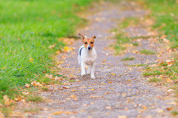 Naklejka na ściany i meble A cute Jack Russell Terrier dog runs along the path in the park. Pet portrait with selective focus and copy space