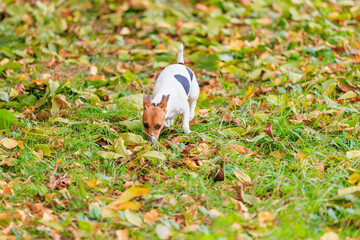 A cute Jack Russell Terrier dog walks in nature. Pet portrait with selective focus and copy space