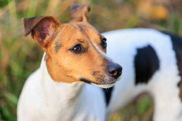 Cute Jack Russell Terrier dog enjoying a walk in the fresh air. Pet portrait with selective focus and copy space