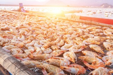 Closeup of shrimp drying, Caridean shrimps laid upon a net to dry under the sun by a coastline