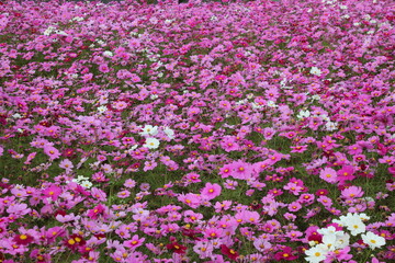 コスモス畑の背景