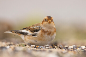 śnieguła (Plectrophenax nivalis)