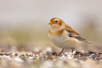 śnieguła (Plectrophenax nivalis)