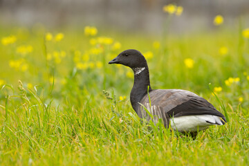 Bernikla obrożna (Branta bernicla) © Grzegorz