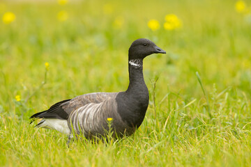 Bernikla obrożna (Branta bernicla) © Grzegorz