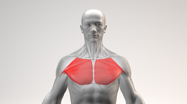 Athletic male anatomy focusing on pectoral chest muscle