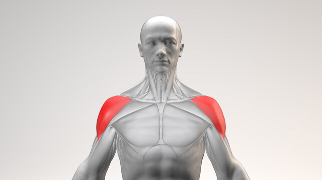3d rendered illustration of a shoulder focusing on deltoid muscle 