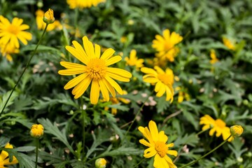 Closeup of blooming yellow Cota tinctoria flowers